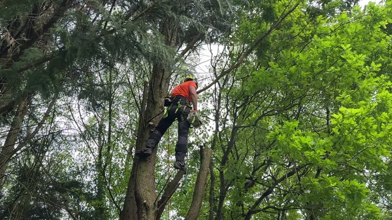 Professional Tree Removal and Landscaping Services in Essex, IL